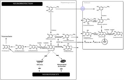 On the Role of Aminochrome in Mitochondrial Dysfunction and Endoplasmic Reticulum Stress in Parkinson's Disease